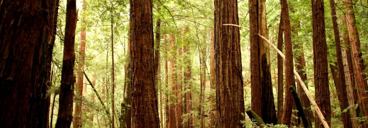 Save the Redwoods League has launched an ambitious plan to fully sequence
the genomes of two species of trees: the coast redwood and giant sequoia
genomes. The DNA of a coast redwood was extracted from seeds of trees like
this, located in Butano State Park. (Julie Martin, Save the Redwoods
League.)